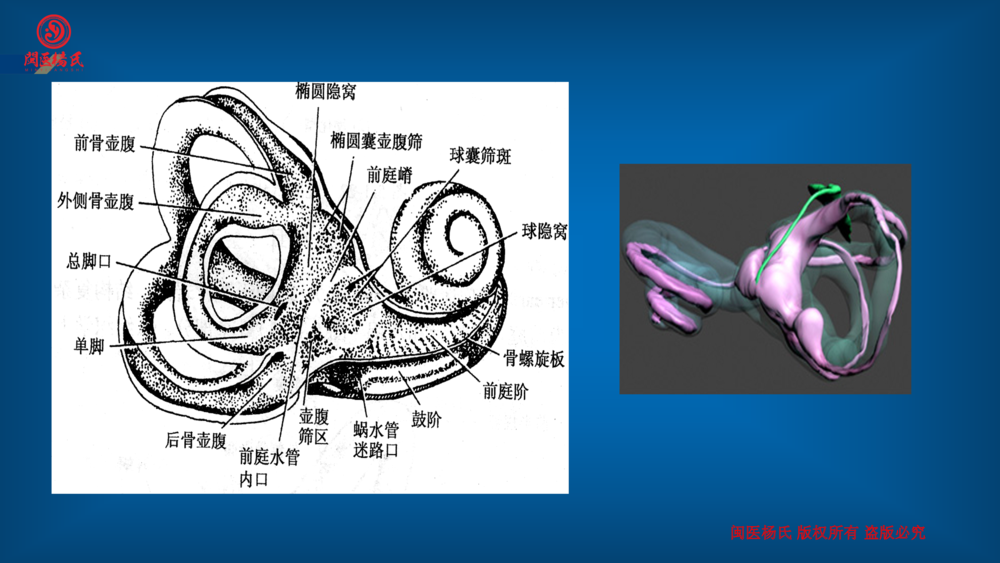 第二节耳部解剖及生理培训课程_12.png
